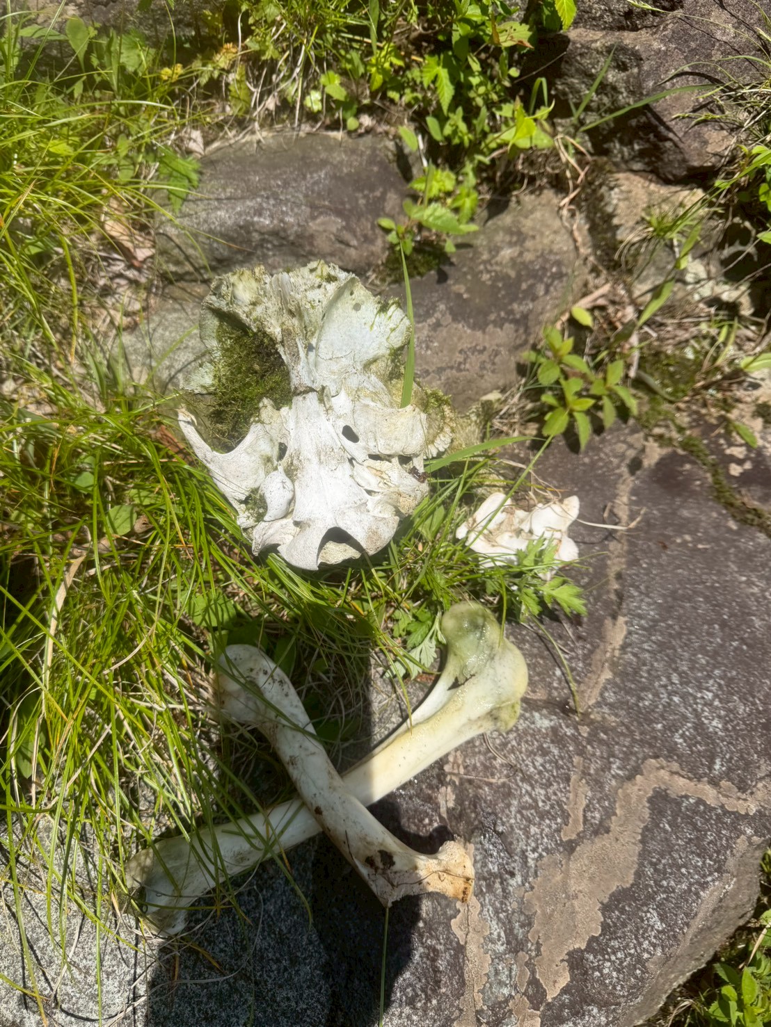 丹平治沢4